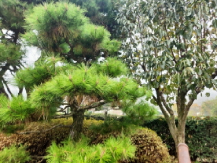 목록2. 지상위의 정원수