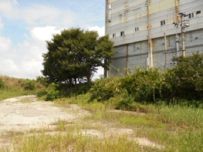 제시외 수목 전경