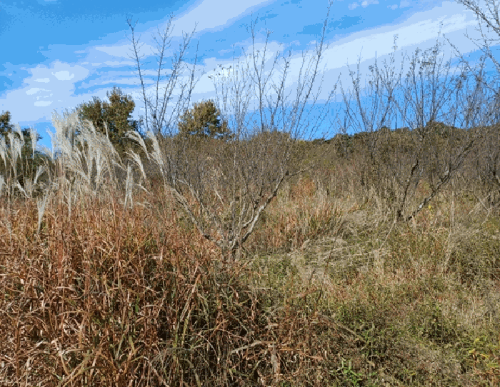 제시외 수목 ㄱ)