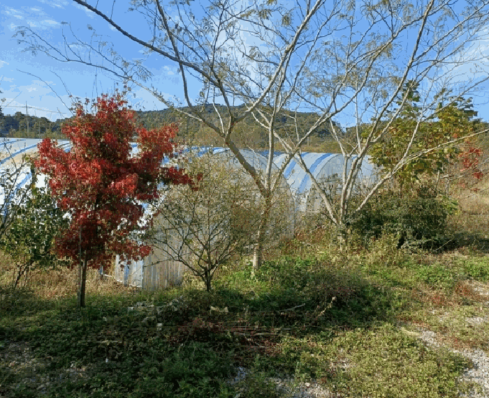 제시외 수목 ㄷ)