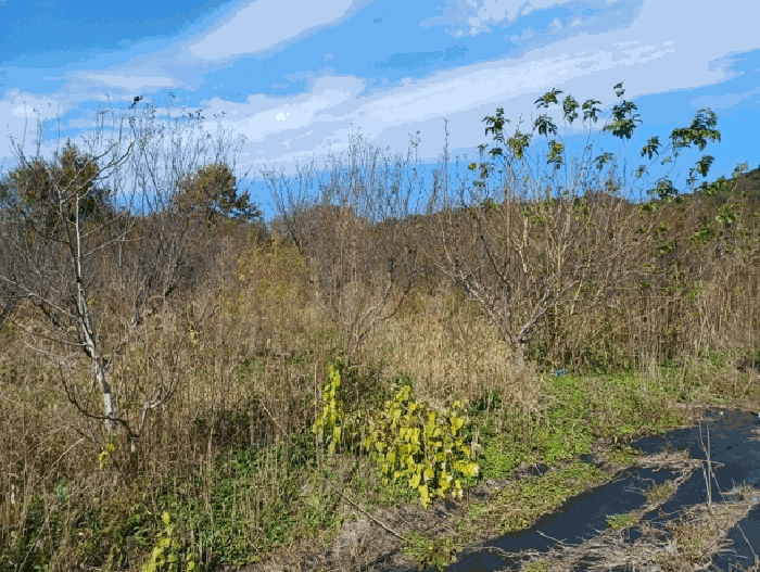 제시외 수목 ㅂ)