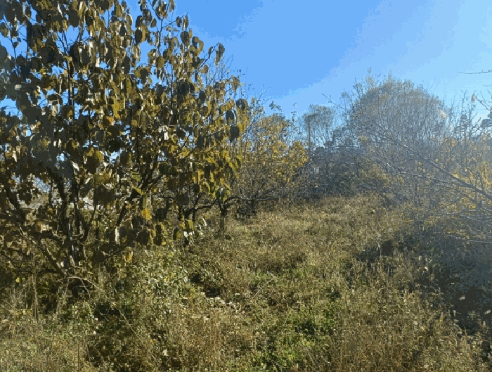 제시외 수목 ㅅ)