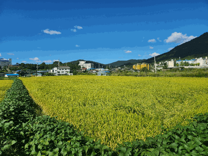 본건 전경
