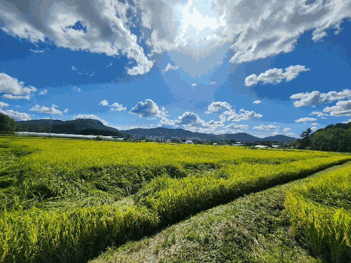 본건 전경