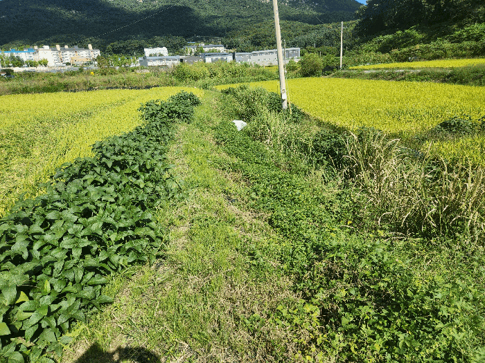 본건 일부 농수로 부분
