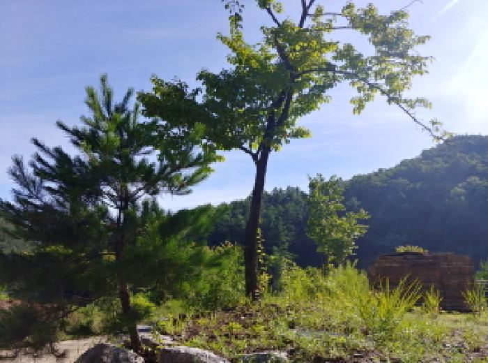 목록4번 제시외 조경수
