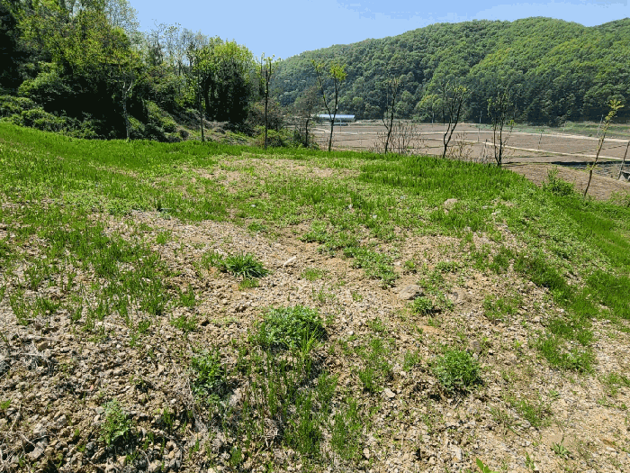 본건 기호(9)토지 전경