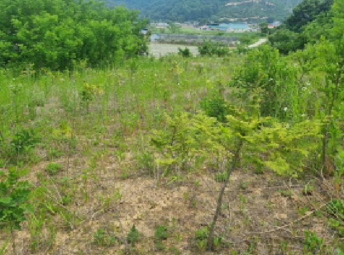 목록13 및 제시외수목