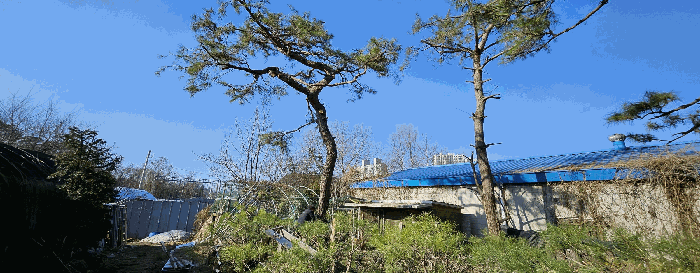제시외수목