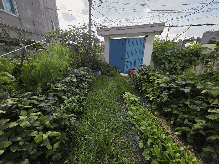 본건 토지 전경