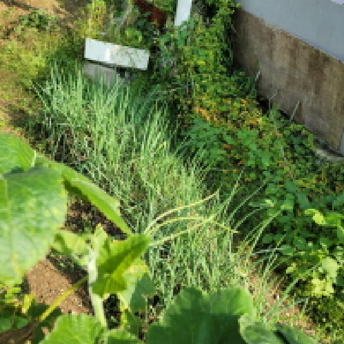 목록1 토지 전경(일부 밭으로 이용하고 있음)