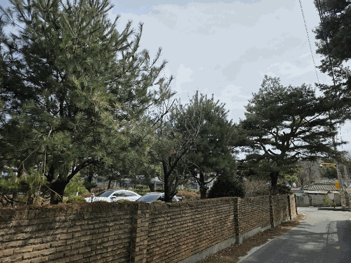 기호(1)토지상 소나무 등 전경