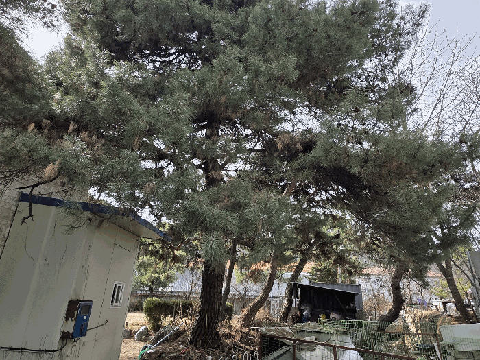 기호(1)토지상 소나무 등 전경