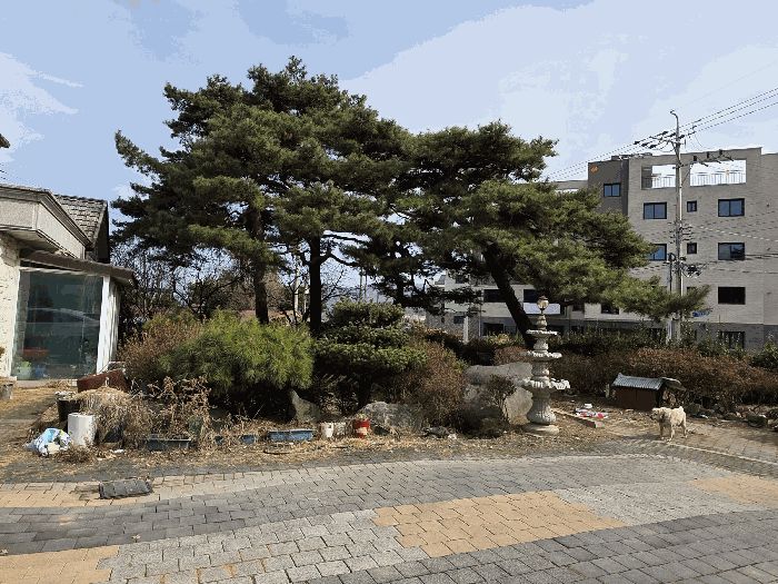 기호(1)토지상 소나무 등 전경