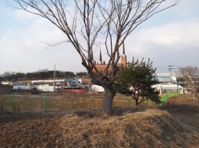 * 본건 목록 1. 전경(명칭미상 나무)
