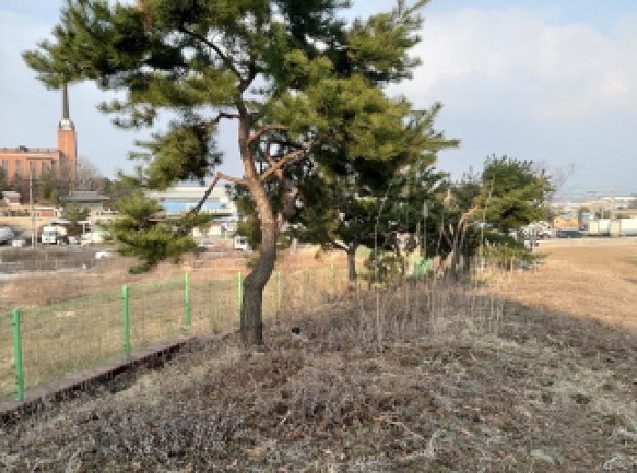 * 본건 목록 1. 전경(소나무)
