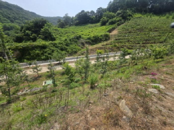 본건 3 전경 및 배나무, 감나무, 사과나무, 복숭아나무 등 식재되어 있음.