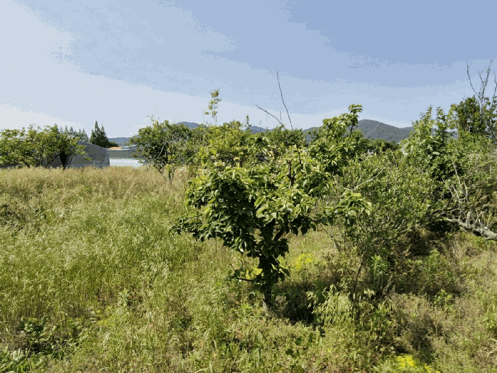 기호 3 지상 제시외 수목