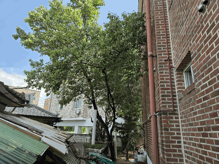 제시외 수목 ㄷ)