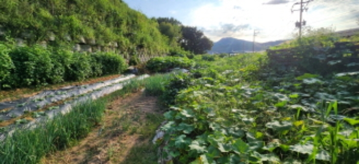 목록1 토지 전경4