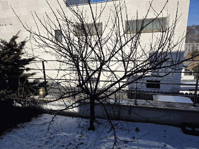 제시외수목 전경