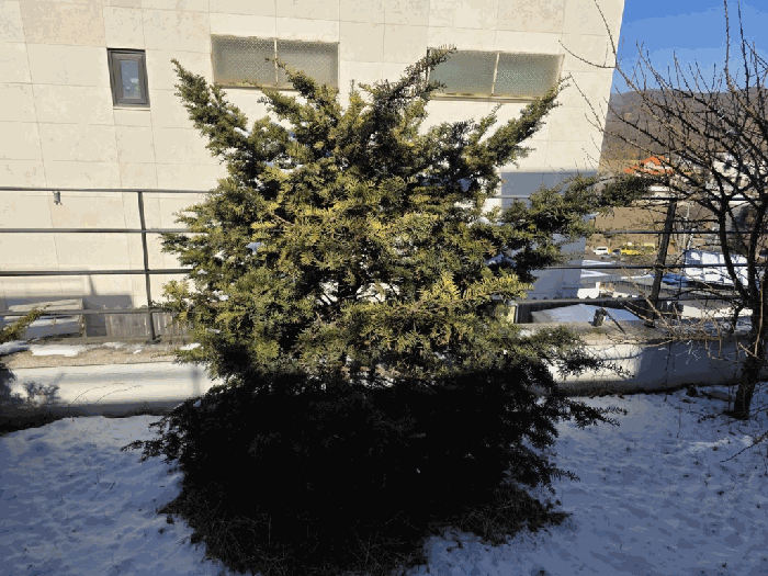 제시외수목 전경