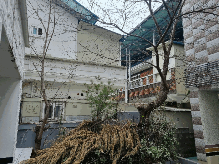 본건 지상소재 수목