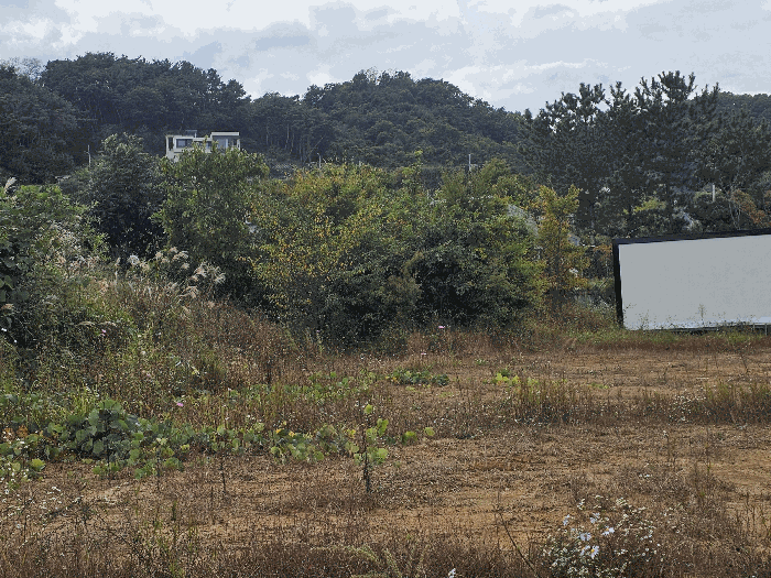 일련번호3지상 수목