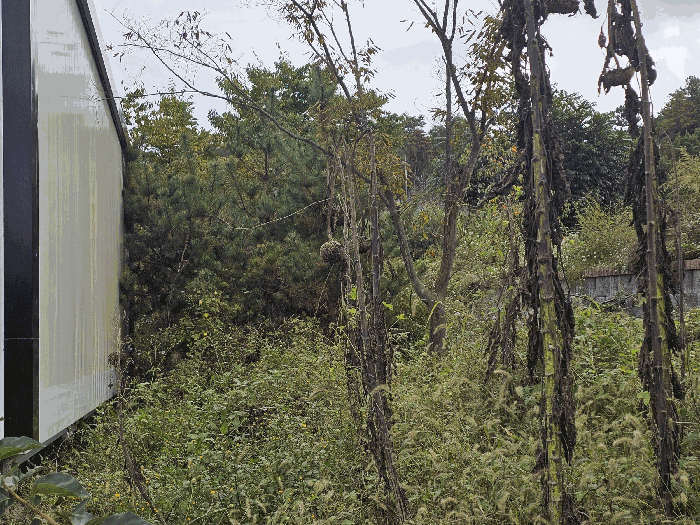 일련번호3지상 수목