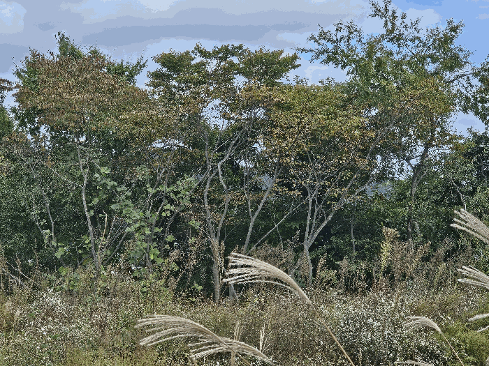 일련번호4지상 수목