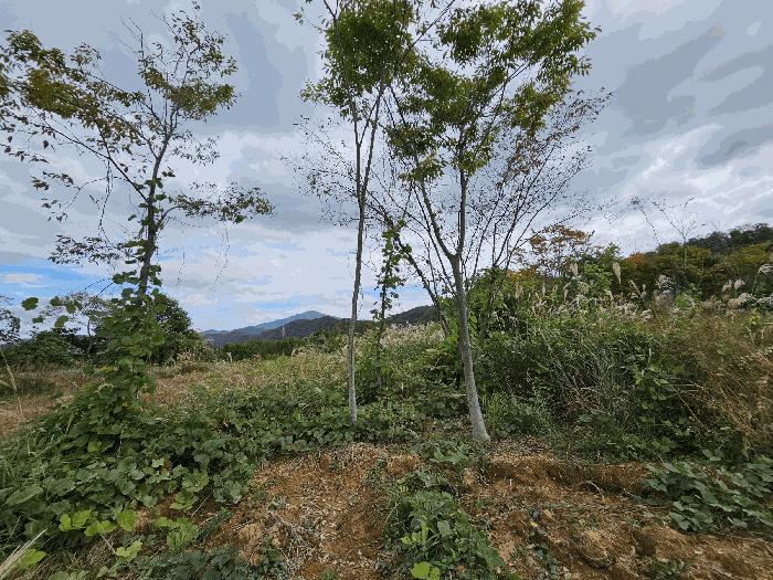 일련번호4지상 수목