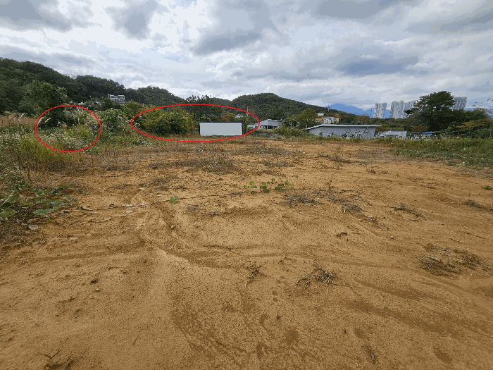 일련번호3지상 수목