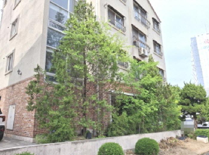 제시외 수목 모습