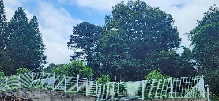 목록2.경계공사 중 잘려나갔다고 임차인이 진술한 부분