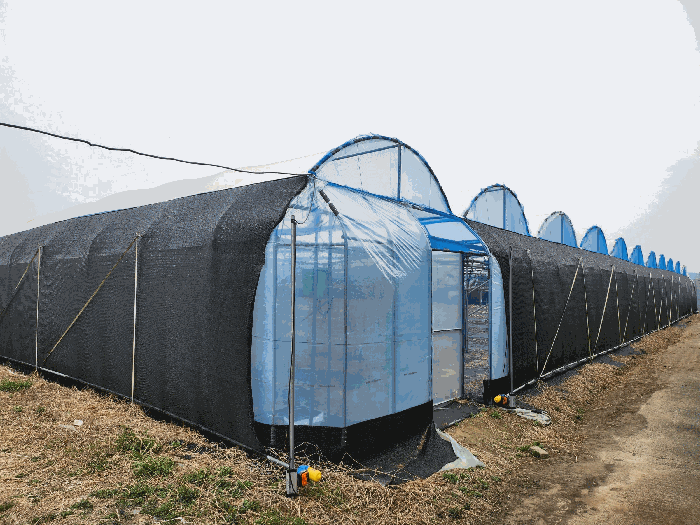 비닐하우스 전경
