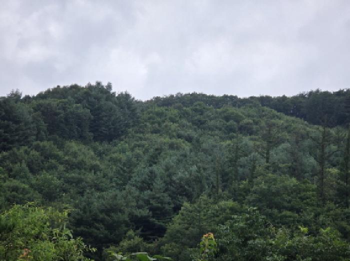 본건 31 전경