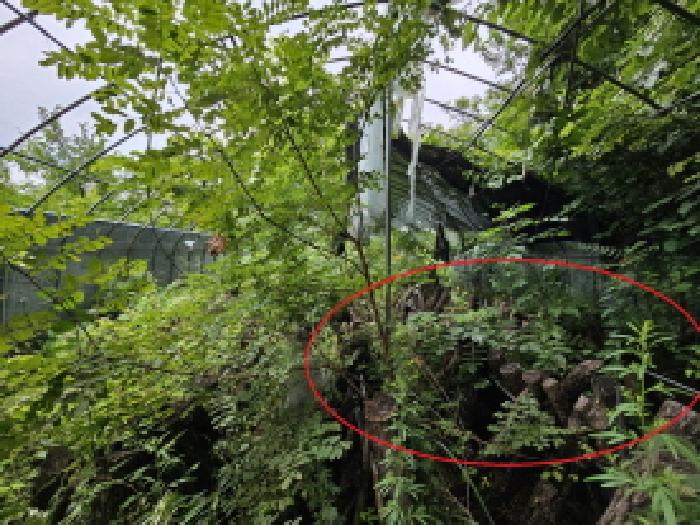 본건 1 전경 제시외 목조재배시설