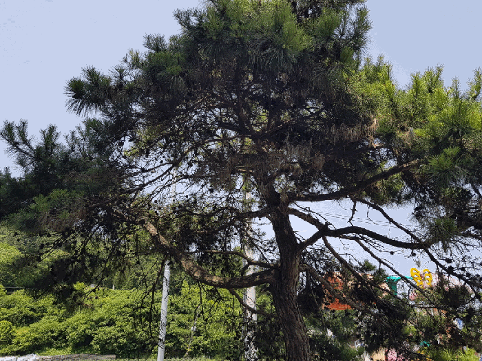 
일련번호(2) 지상 수목