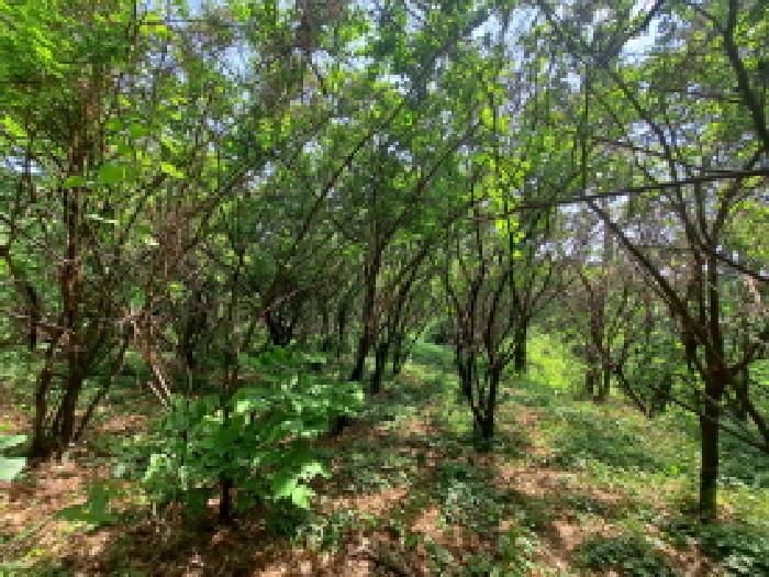 목록 3 남쪽부분 유실수 등