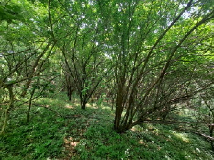 목록 3 북쪽부분 유실수 등