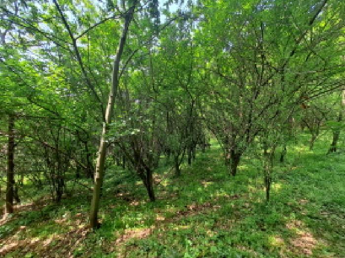 목록 3 동쪽부분 유실수 등