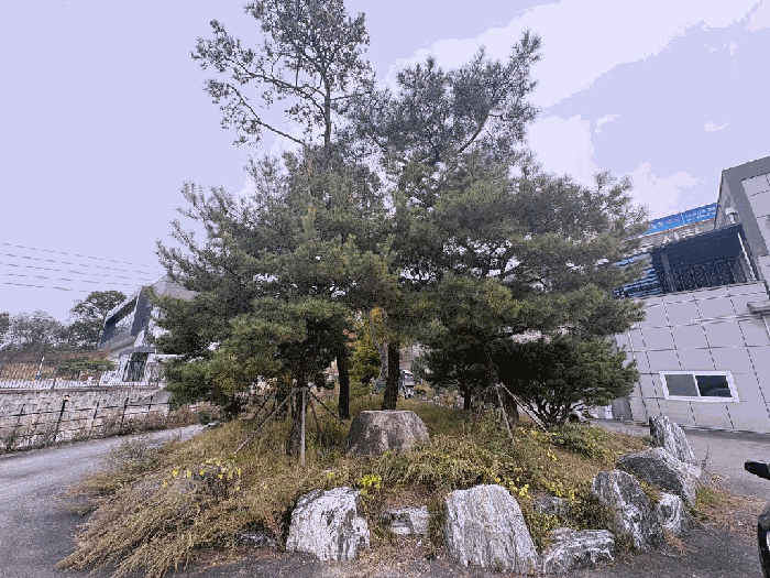 제시외 수목 전경