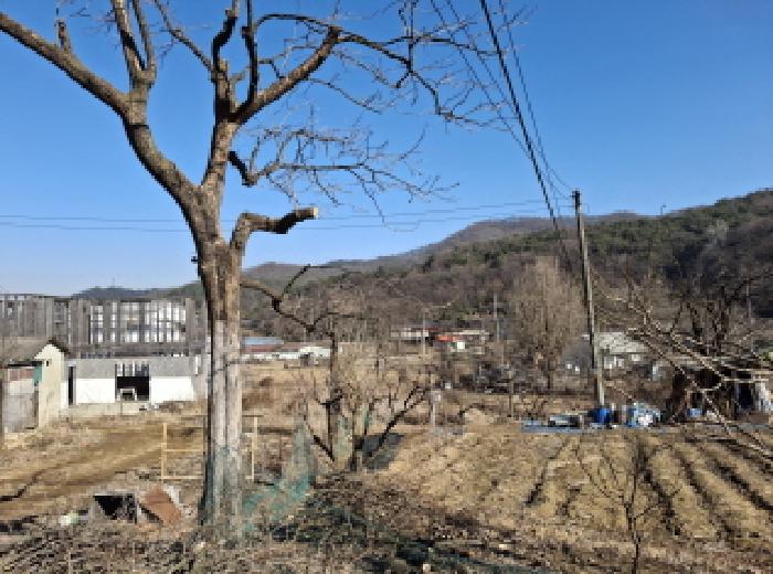 목록6 제시외 수목 모습