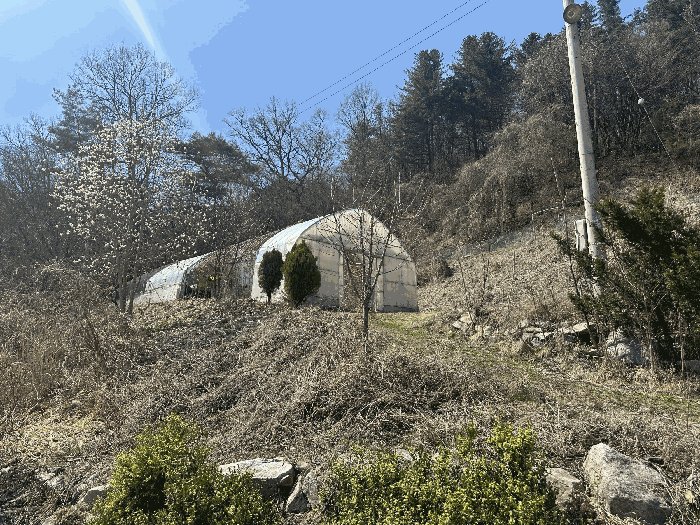 비닐하우스1