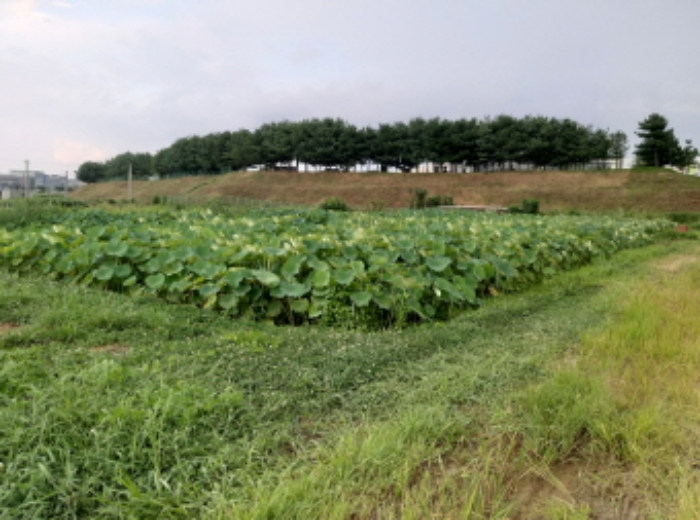 * 목록2. 전경(연꽃)