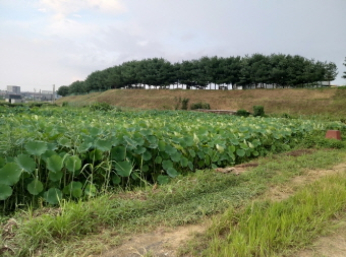 * 목록2. 전경(연꽃)