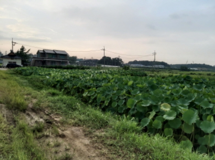 * 목록2. 전경(연꽃)