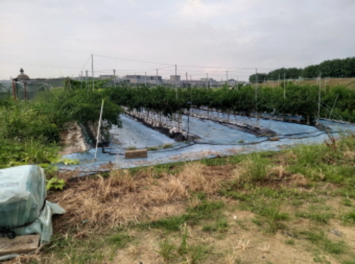 * 목록2. 전경(고추밭)