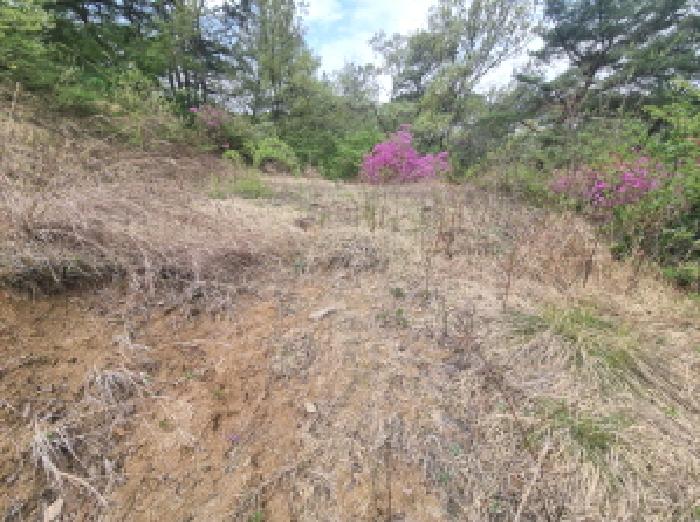 목록6 제시외 분묘2 모습