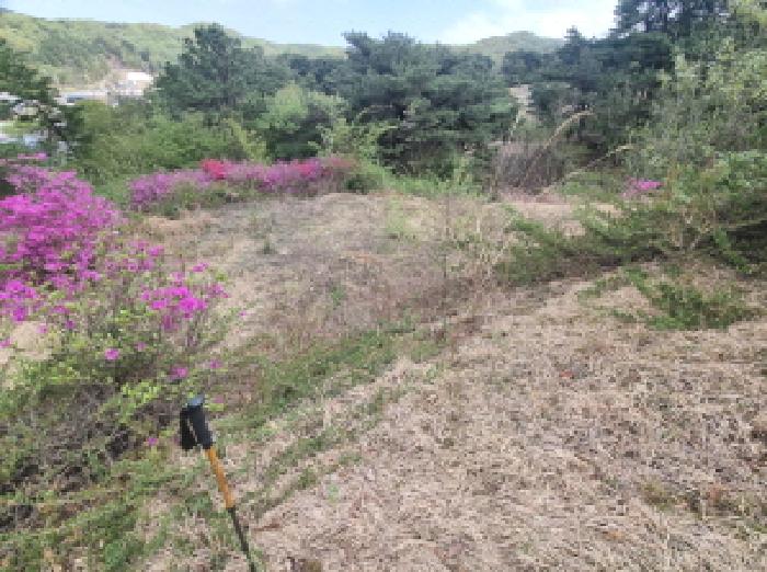 목록6 제시외 분묘2 모습